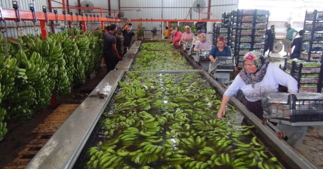 Türkiyenin 400 Bin Ton Muz Açığını Silifke Kapatacak