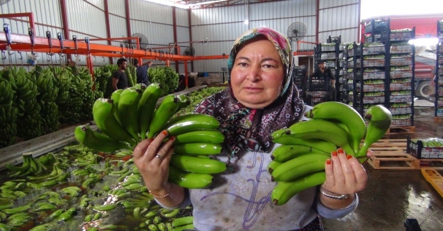 Türkiyenin 400 Bin Ton Muz Açığını Silifke Kapatacak