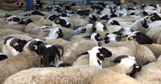 Kamunun Tek Sakız Koyunu Çiftliğinde İşler Yolunda Gidiyor