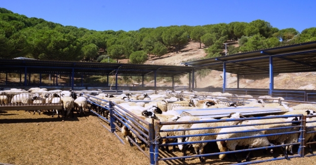 Kamunun Tek Sakız Koyunu Çiftliğinde İşler Yolunda Gidiyor