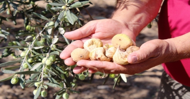 Zeytin Sineği Zararlısına İncir Ağaçlı Koruma