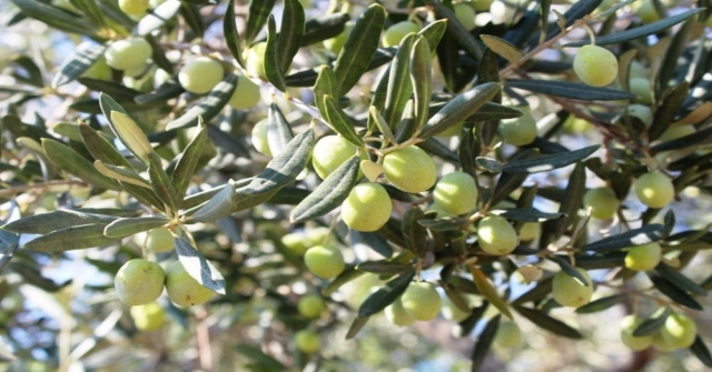 Zeytin Sineği Zararlısına İncir Ağaçlı Koruma