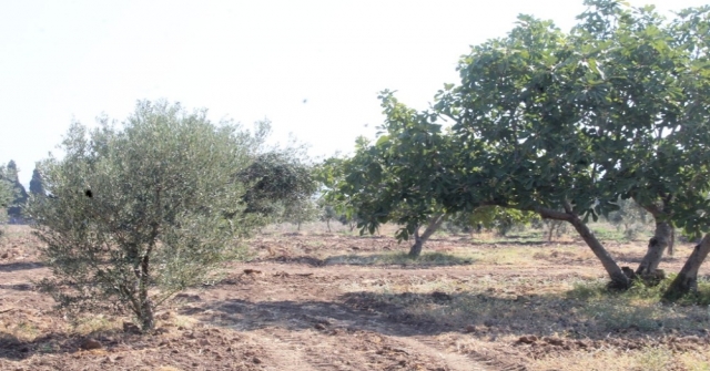 Zeytin Sineği Zararlısına İncir Ağaçlı Koruma