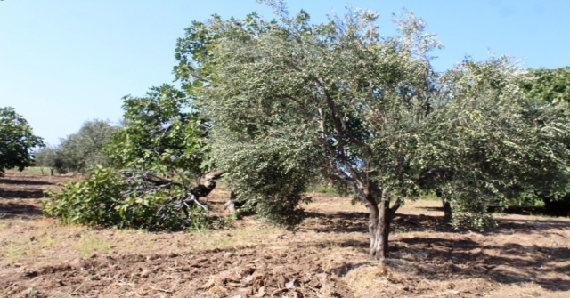 Zeytin Sineği Zararlısına İncir Ağaçlı Koruma