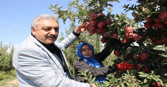 Karamanda Elma Hasadı Başladı