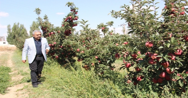 Karamanda Elma Hasadı Başladı