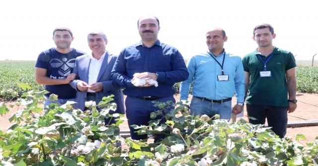 Çiftçi, Yerli Tohumla Üretilen Pamuk Hasadına Katıldı