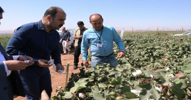 Çiftçi, Yerli Tohumla Üretilen Pamuk Hasadına Katıldı