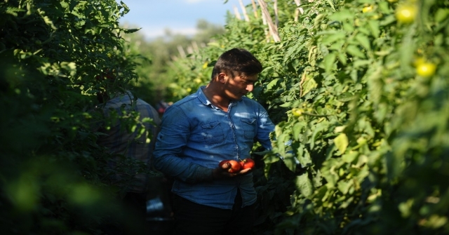 (Özel Haber) Domates Doları Solladı