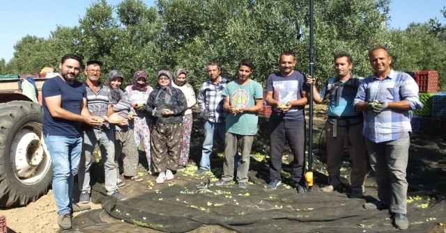 Balıkesirde Zeytin Hasadı Başladı