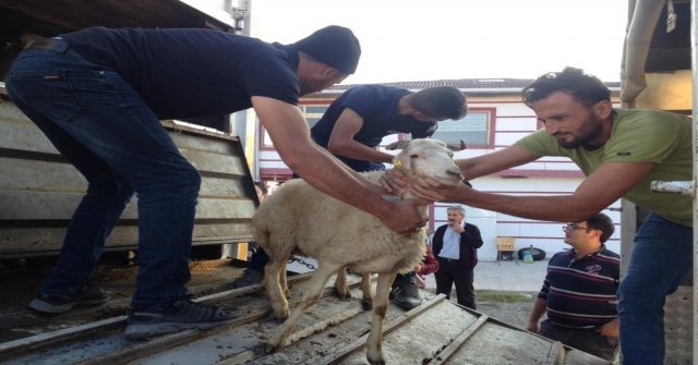Tosyada Genç Çiftçilere 96 Koyun 6 Koç Dağıtıldı
