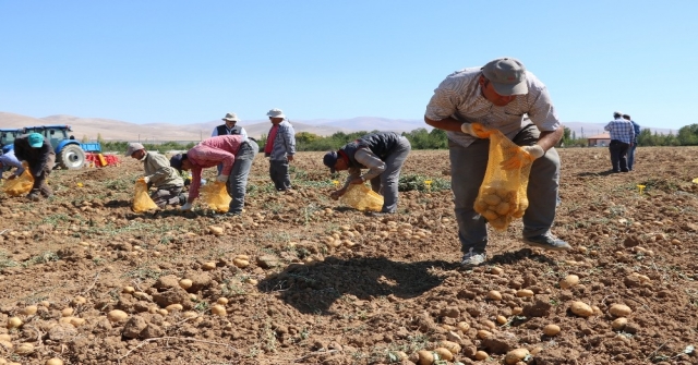 (Özel Haber) İlk Yerli, Milli Ve Renkli Patates Hasat Edildi