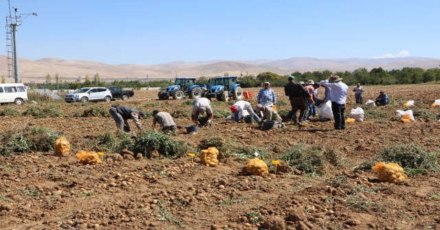 (Özel Haber) İlk Yerli, Milli Ve Renkli Patates Hasat Edildi