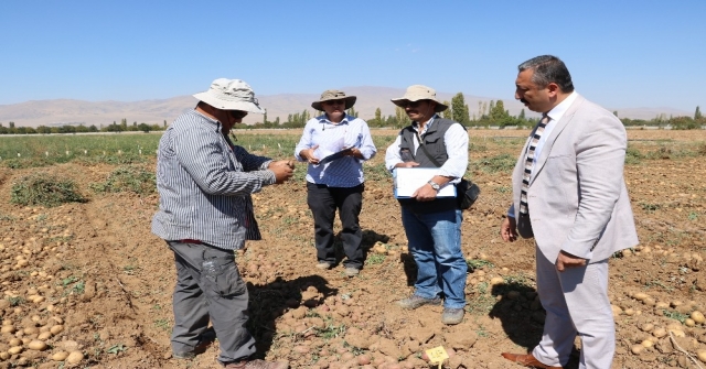 (Özel Haber) İlk Yerli, Milli Ve Renkli Patates Hasat Edildi