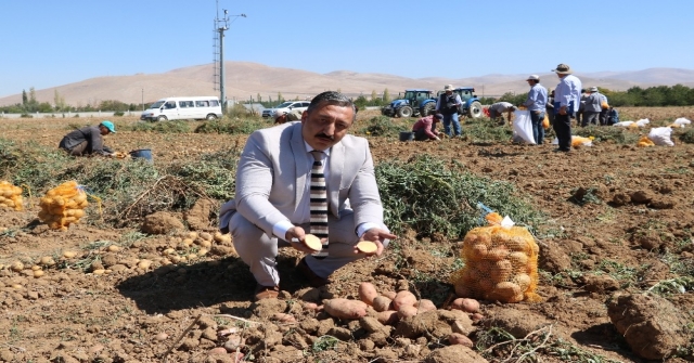 (Özel Haber) İlk Yerli, Milli Ve Renkli Patates Hasat Edildi