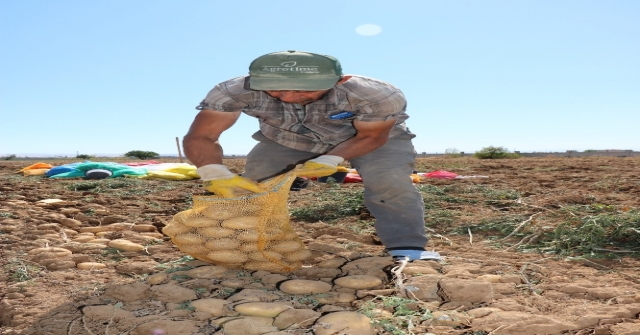 (Özel Haber) İlk Yerli, Milli Ve Renkli Patates Hasat Edildi