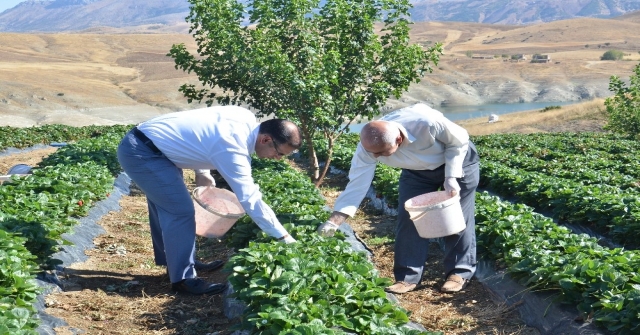 Yediveren Çileği, Çiftçinin Umudu Oldu