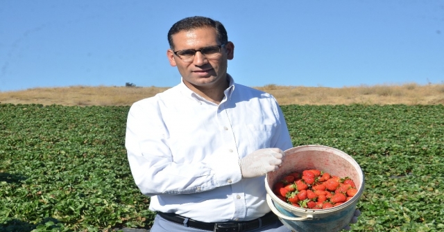 Yediveren Çileği, Çiftçinin Umudu Oldu