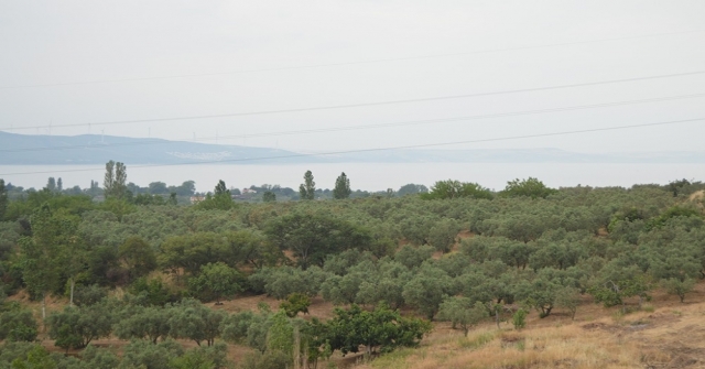 Zeytin Üreticilerinde Dev Rekolte Bildirimi