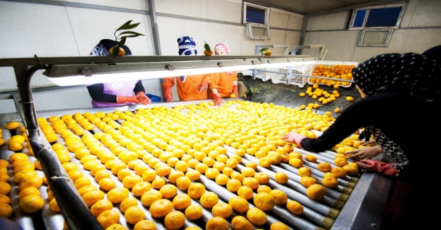 Rusyaya Yaş Meyve Sebze İhracatı 410 Milyon Doları Aştı