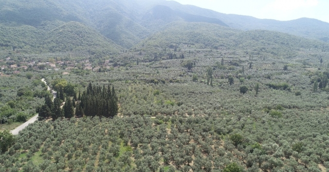 Avrupa Gemlik Zeytinini Sevdi