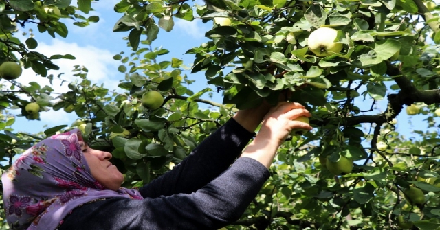 (Özel) Dünyanın Ayva Merkezi Geyvede Ayva Hasadı Başladı