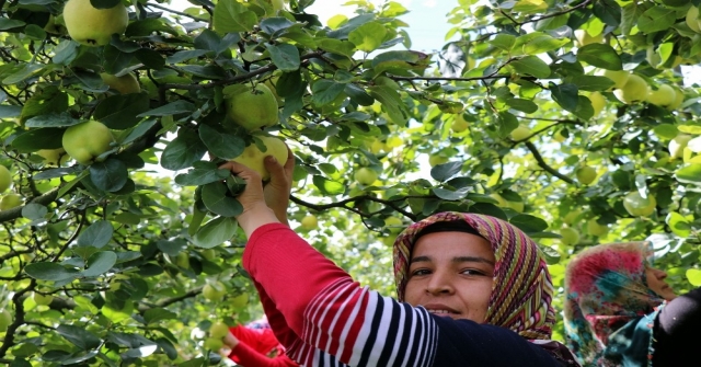 (Özel) Dünyanın Ayva Merkezi Geyvede Ayva Hasadı Başladı