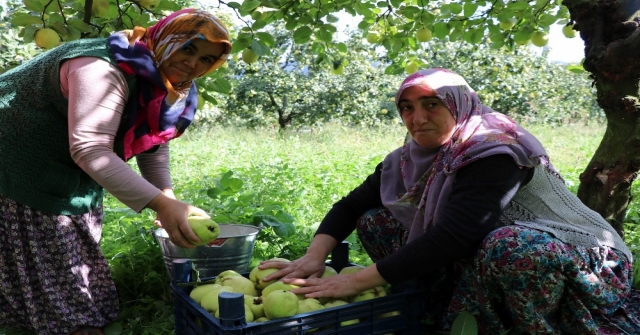 (Özel) Dünyanın Ayva Merkezi Geyvede Ayva Hasadı Başladı