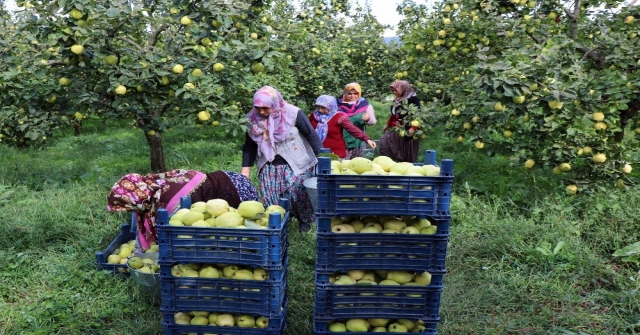 (Özel) Dünyanın Ayva Merkezi Geyvede Ayva Hasadı Başladı