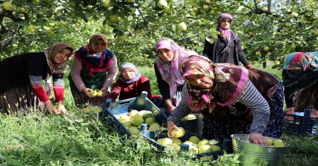 (Özel) Dünyanın Ayva Merkezi Geyvede Ayva Hasadı Başladı