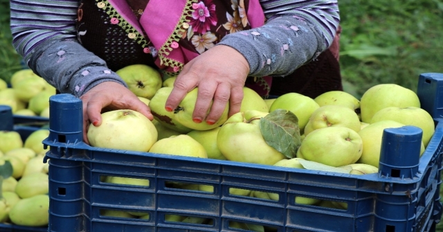 (Özel) Dünyanın Ayva Merkezi Geyvede Ayva Hasadı Başladı