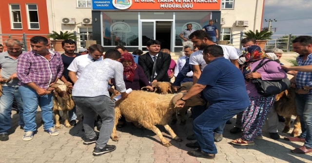 Osmaniyede Birlik Üyelerine Koç Dağıtımı Yapıldı