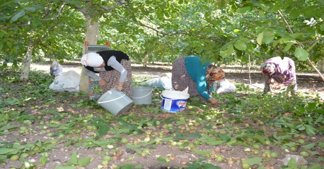 Kabuğun İçinde Altın Yetişiyor