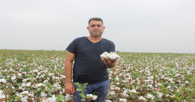 Hatayda 260 Bin Ton Pamuk Rekoltesi Bekleniyor