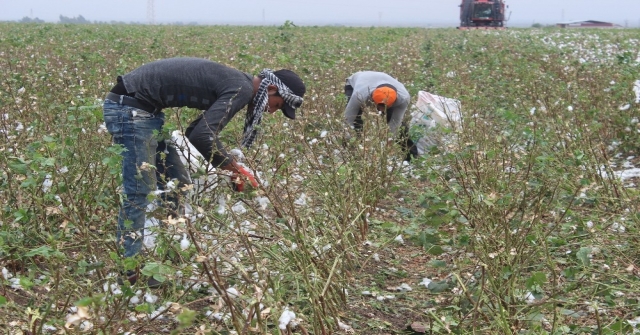 Hatayda 260 Bin Ton Pamuk Rekoltesi Bekleniyor