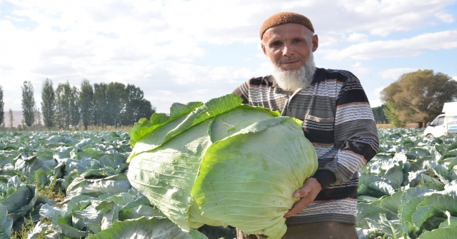 Dev Lahanaların Hasadı Başladı