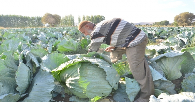 Dev Lahanaların Hasadı Başladı