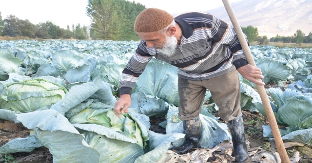 Dev Lahanaların Hasadı Başladı