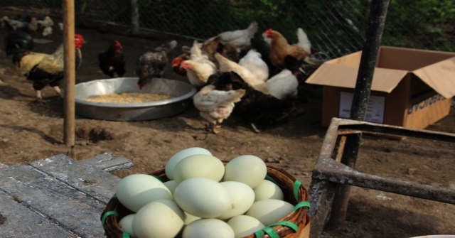 Fiyatlar Uçtu, Tavuklar Altın Yumurtlamaya Başladı