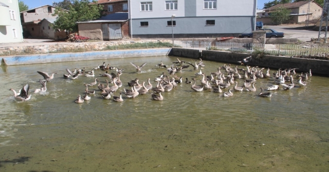 Tavukları Telef Oldu Kaz İşine Girdi, 3 Ayda 30 Bin Lira Kazandı