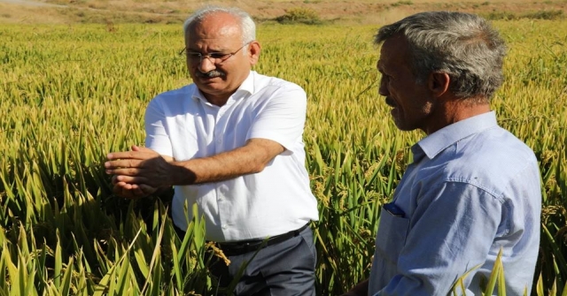 Çeltik Rekoltesi Çiftçinin Yüzünü Güldürdü