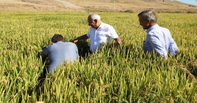 Çeltik Rekoltesi Çiftçinin Yüzünü Güldürdü