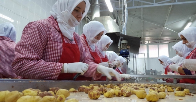 (Özel) Yüksek Rekolte Şekerlemecilerin Yüzünü Güldürdü