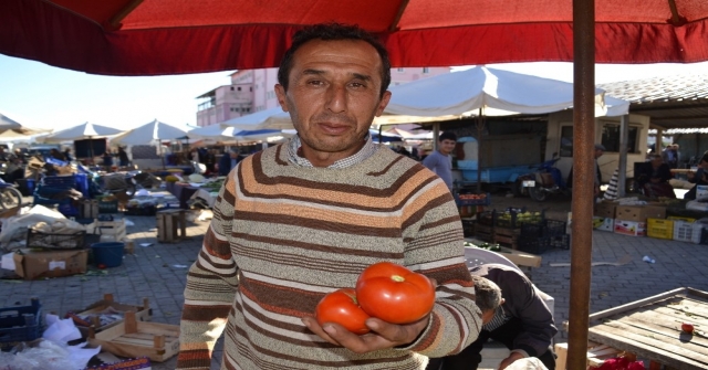 Domatesi Tuta Hastalığı Vurdu