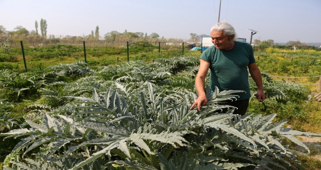 Bu enginar görenleri hayrete düşürüyor