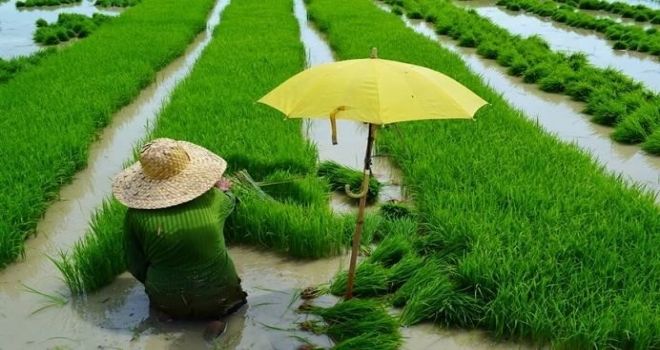 Fao Gıda Fiyat Endeksi Ardı Ardına İkinci Ayda Yükseldi