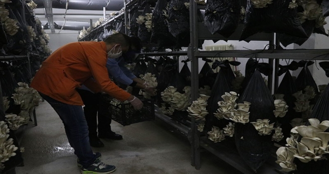 Cezaevi Hücresinde Mantar Yetiştiriliyor
