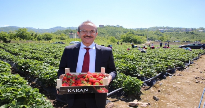 Orduda Bin Ton Çilek Rekoltesi Bekleniyor