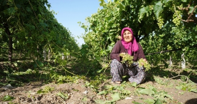 Manisadaki Dolu Yağışı Üzüm Bağlarına Zarar Verdi