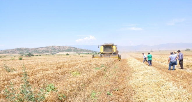 Türkiyenin Tahıl Ambarı Güneydoğuda Buğday Ve Arpa Hasadı Başladı